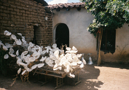 A Conversation with Viviana Alávez, Matriarch of Casa Viviana